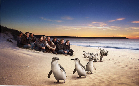 Penguin Parade.jpeg
