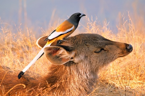 Seventh edition of UP Nature & Bird Fest to be held from 01-3rd February Seventh edition of UP Nature & Bird Fest to be held from 01-3rd February